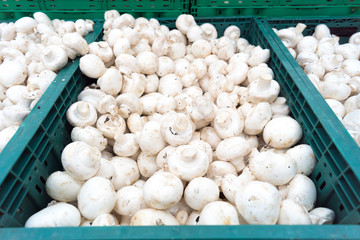 mushrooms champignons in boxes on the market