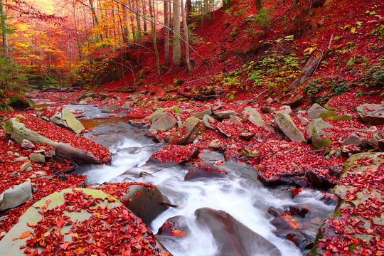 Stream in autumn beech forest
