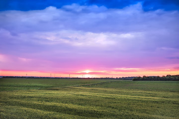 Wheat field on the purple blue sunrise light