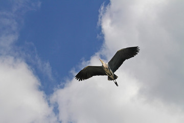 Obraz premium Graureiher