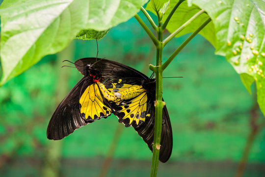 A Common Birdwing Butterfly (Troides helena) couple mating by passing over the sperm packet (spermatorphore). The hindwing is a rich golden yellow edged with black.