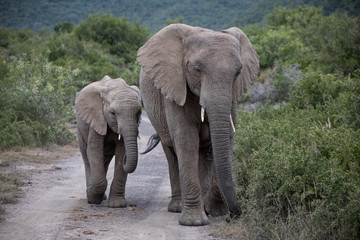 Elephant mother and child walking up a gravel road