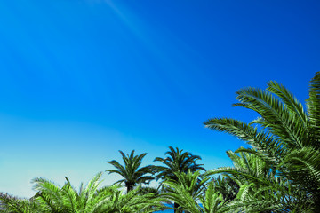 Fototapeta na wymiar Palmen, Sonnenstrahlen und blauer Himmel 