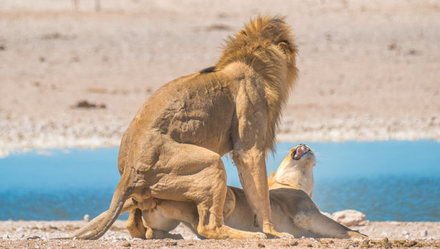 Two male and three female lions take turns at mating, Nebrownii waterhole, Okaukeujo, Etosha National Park, Namibia