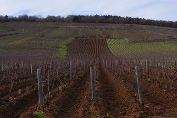 vignes et campagne de bourgogne