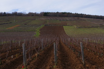 vignes et campagne de bourgogne