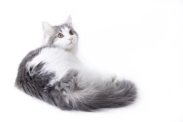 ノルウェージャンフォレストキャット © vanhop