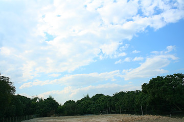 Obraz premium Trees on fruit farm and sky background