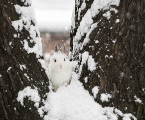 bunny,white rabbit on snow, hare in winter