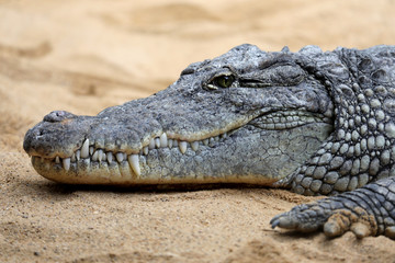 Obraz premium crocodile
