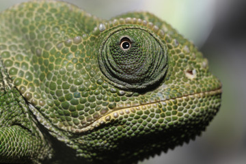 Chameleon close up