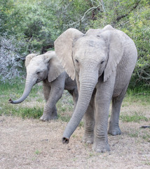 Two elephants facing camera