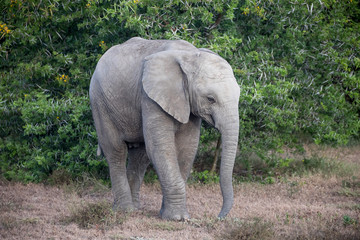 Fototapeta na wymiar Little baby elephant in front of a bush