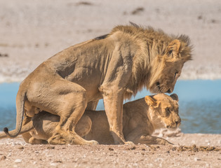 Two male and three female lions take turns at mating, Nebrownii waterhole, Okaukeujo, Etosha National Park, Namibia