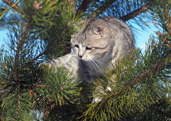 Beautiful  gray cat  on tree branches