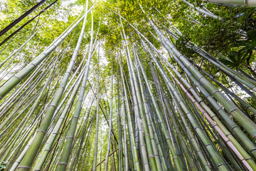 Green bamboo garden row in Arashiyama tradition sightseeing in Kyoto