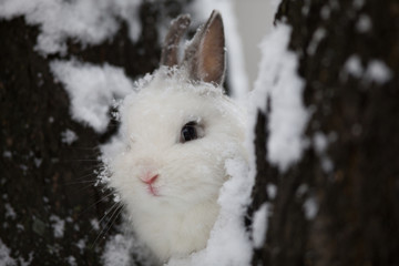 bunny,white rabbit on snow