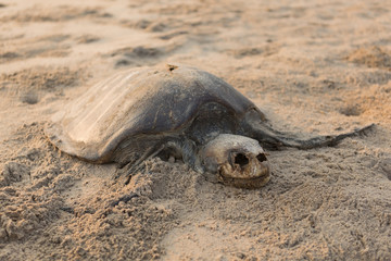 dead turtle on the beach. concept of nature conservation, protection of rare animals, ecology