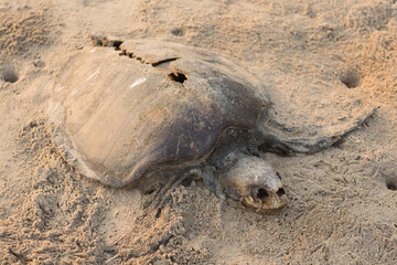 dead turtle on the beach. concept of nature conservation, protection of rare animals, ecology