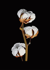 realistic cotton flower vector art isolated in black