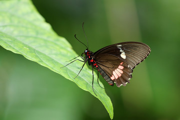 Butterfly on leaf