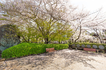 Sakura blossom flower in public park with pathway