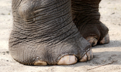 Pfote eines Elefanten © Marcel Nakoinz