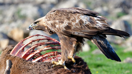 Golden Eagle Eating from a Carcasse