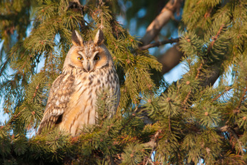 Obraz premium Long Eared Owl on fir tree