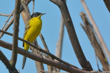 Yellow Wagtail in Springtime