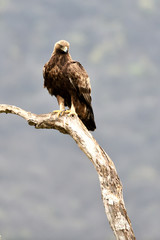 Golden Eagle on a Branch