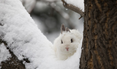 bunny,white rabbit on snow, hare in winter © serikbaib