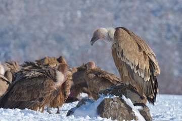Griffon Vulture Resting on a Rock, in Mountains, in Winter