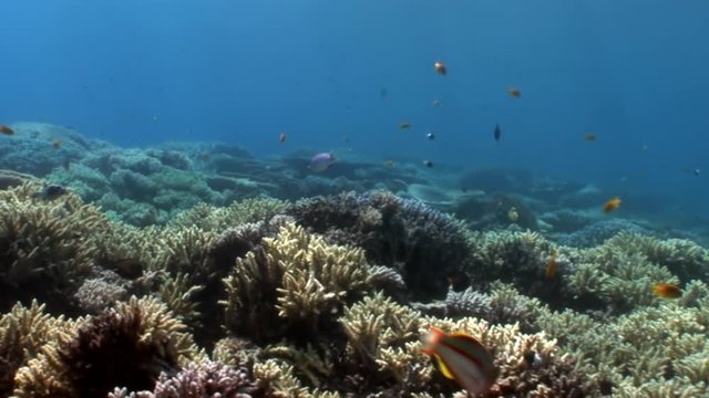 Reef of various corals underwater Red sea. Colorful world of wild marine nature on background of beautiful lagoon. Awesome video of wildlife in Egypt.