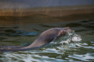 Kopf eines Seelöwen im Wasser