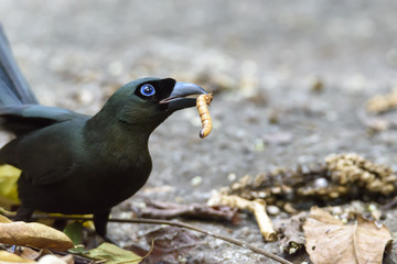 Racket-tailed treepie with prey in the forest , Thailand