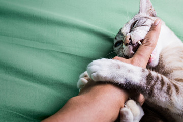Fototapeta premium kot agresywnie gryzie rękę na łóżku
