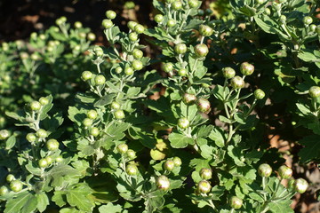 Sprays of Chrysanthemum with closed flower buds