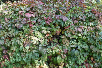 Dark red and green leafage of Parthenocissus quinquefolia