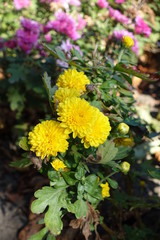 Yellow flowers and buds of Chrysanthemum in september