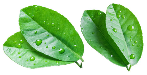Citrus leaves with water drops on the white background.