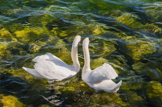 Schwan, Luzernersee, See, Schw&auml;ne, Schwanenpaar, Luzern,  Seeufer, Vogelpaar, Sommer, Schweiz