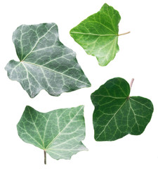 Green ivy leaves on the white background.