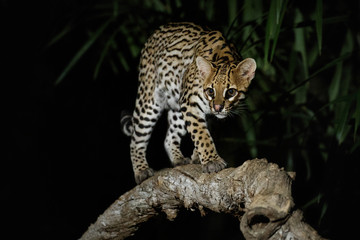 Very rare ocelot in the night of brazilian jungle, endangered and nocturnal species, leopardus...