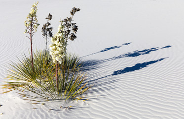 Stretched Shadows of flowering Yucca at White Sands National Monument