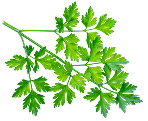 Parsley herb. Small branch on white background.