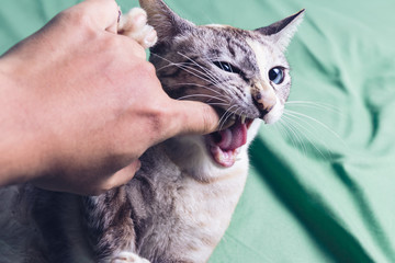 cat aggressive bites the hand on bed