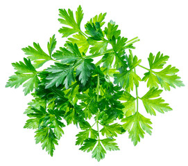 Bunch of parsley herb isolated on white background.