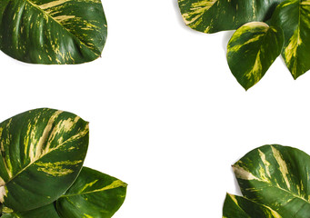 Creative nature layout made of tropical leaves