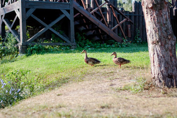 Ducks playing on the recreation zone in city.